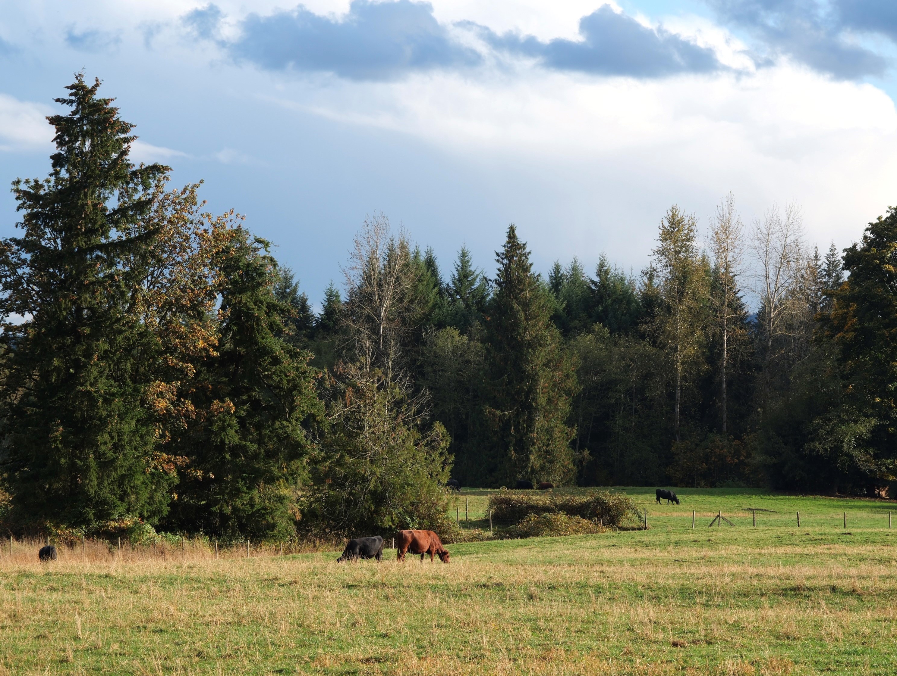 Cows grazing in field 